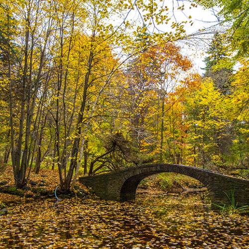 fall foliage among a stone bridge over Watkins Pond, University of Toronto Mississauga